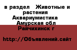  в раздел : Животные и растения » Аквариумистика . Амурская обл.,Райчихинск г.